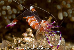 Super close up by Suzan Meldonian 